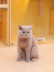 097E83F7B82E6CF5558D4CF610CF51B656E53571 pet-friendly cat image