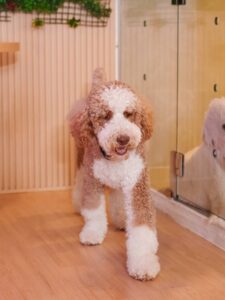 434CA98472E2725E8763C05B5491FB0E52B0382A pet-friendly dog image