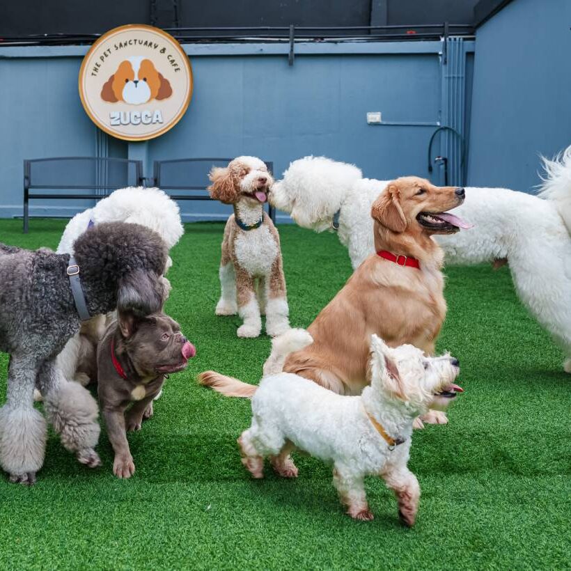 A615D0F6DC94B8E53A91B73D82402C5C9F817BDF pet-friendly dog cafe